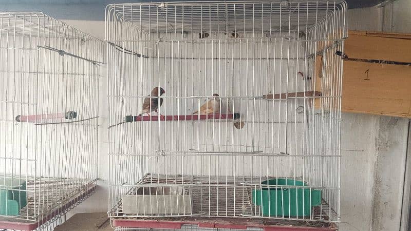 black face black breasted finch breeder pair for sale 2