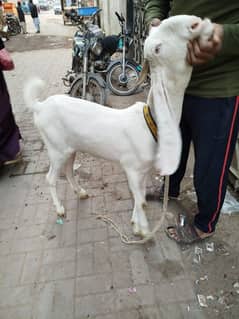 gulabi female path 3 /ek bakra breeders/1 path female 7 month