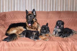 German shepherd long coat puppies available