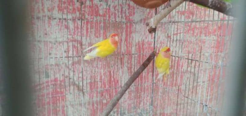 lutino lovebirds breeding pair 4