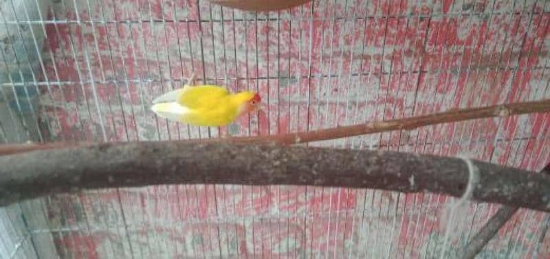 lutino lovebirds breeding pair 5