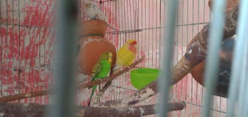 lutino lovebirds breeding pair 6