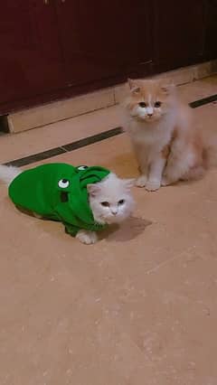 male and female Persian trained cat