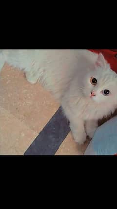 male and female Persian trained cat