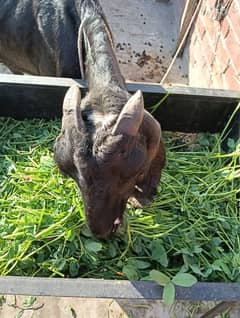 pure bital Black bakri