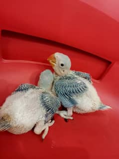 pahari chicks for sale