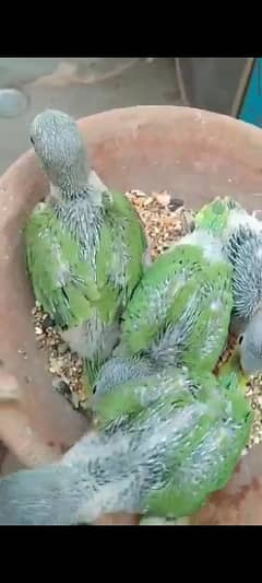 green ringneck beby home breed