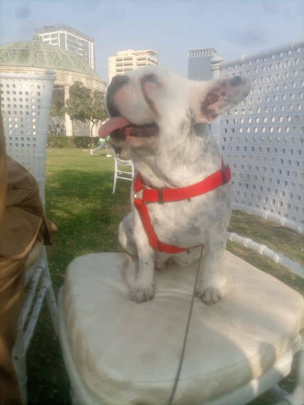 French Bulldog Female for Sale 3