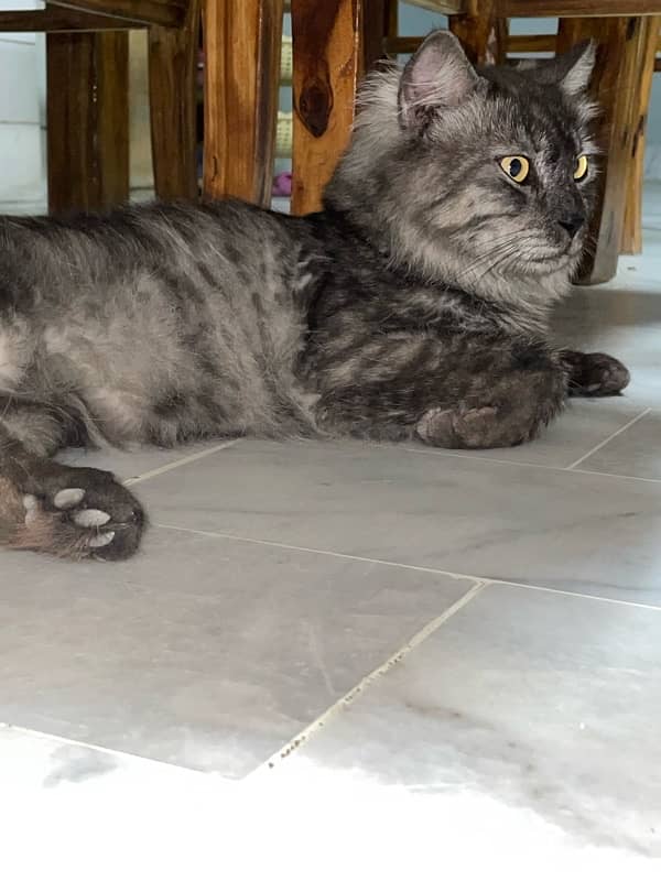 Persian male for sale 1