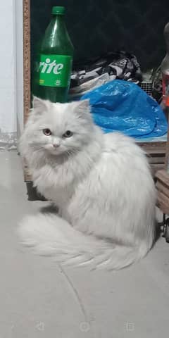 persian cat 1 pice