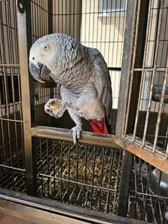 African Grey