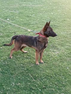 pedigreed Belgian malinois