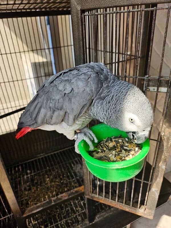 african grey parrot with free cage 0