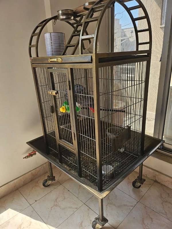 african grey parrot with free cage 1