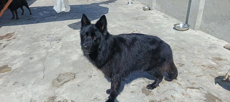 German Shepherd Male Only For Stud Service 1