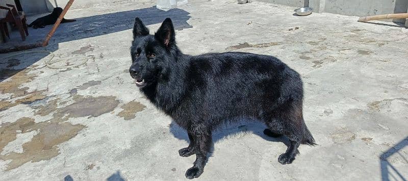 German Shepherd Male Only For Stud Service 5