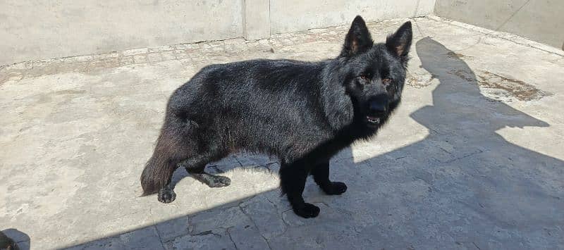 German Shepherd Male Only For Stud Service 9