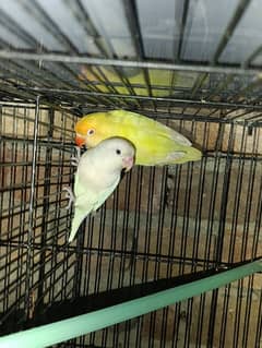 love birds healthy active ready to breed