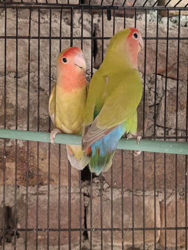 love birds healthy active ready to breed 1