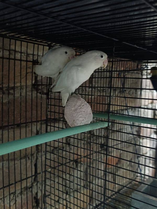 love birds healthy active ready to breed 3