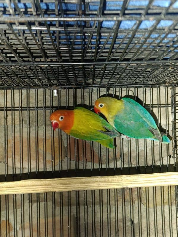 love birds healthy active ready to breed 4