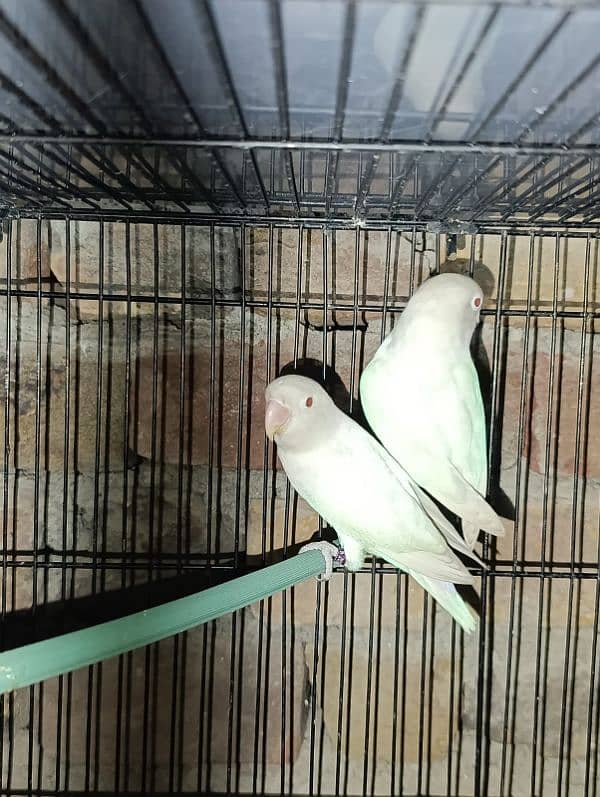 love birds healthy active ready to breed 5