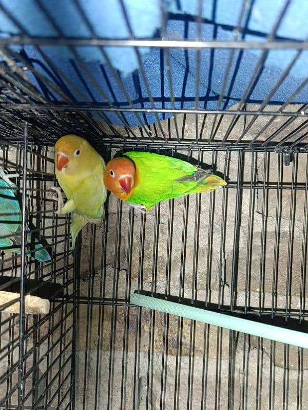 love birds healthy active ready to breed 6