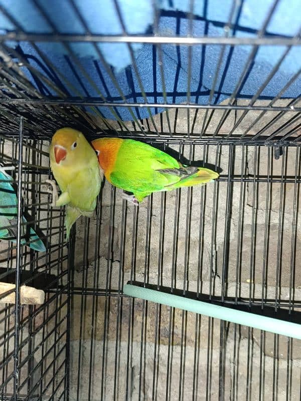 love birds healthy active ready to breed 7