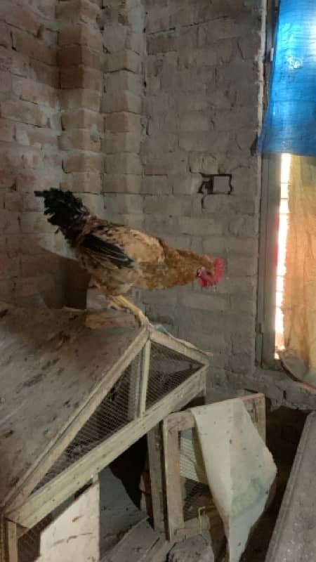 goldan misri hen home breed 0