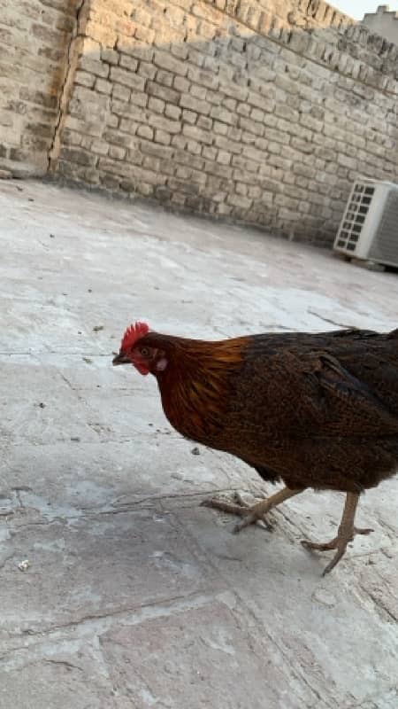 goldan misri hen home breed 7