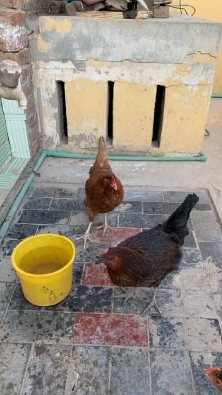 goldan misri hen home breed 8