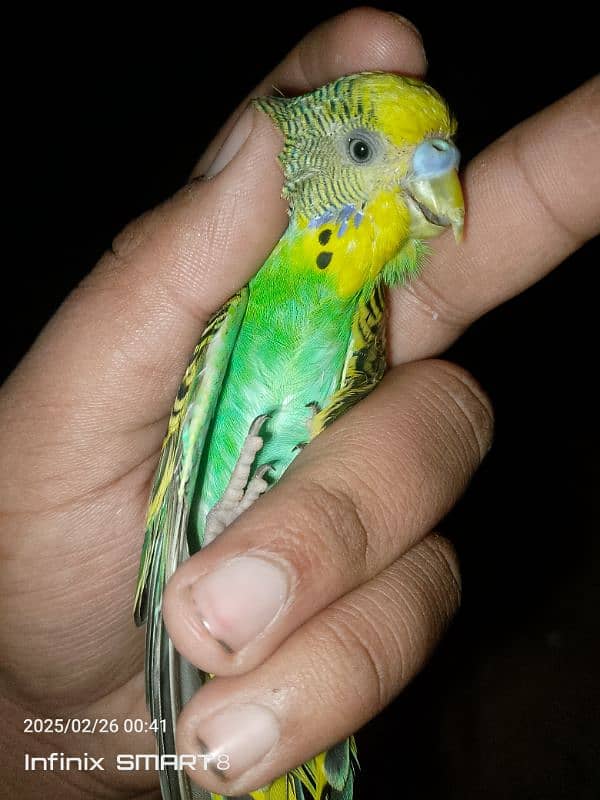 I am selling my budgies parrot pair contact no 03331721523 1