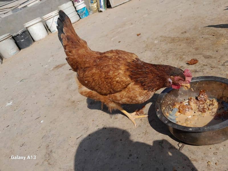 Golden Misri Desi Hens 1