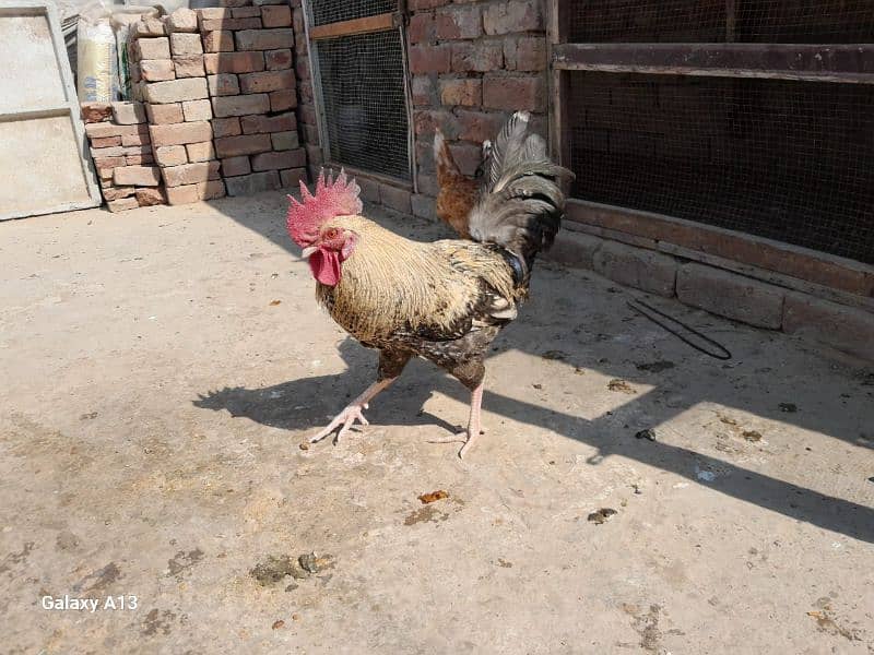 Golden Misri Desi Hens 3