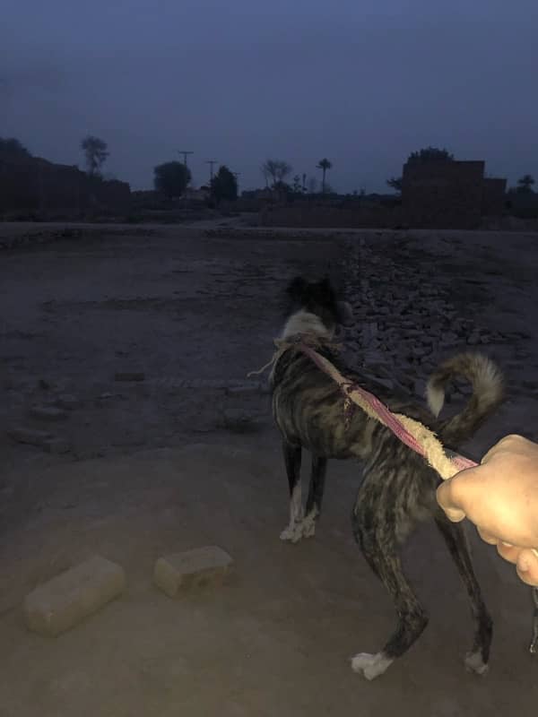 10 months old afghan kuchi male height 27+inches 3