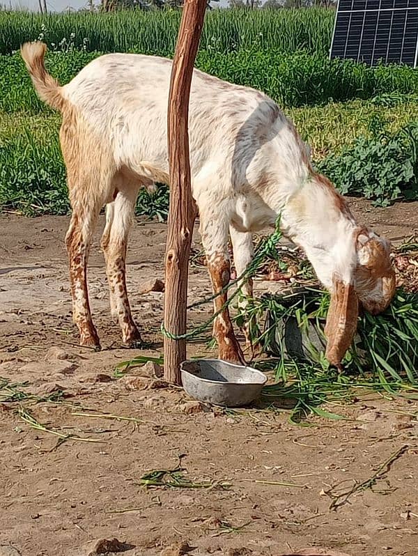 Goat (Bakra) 0