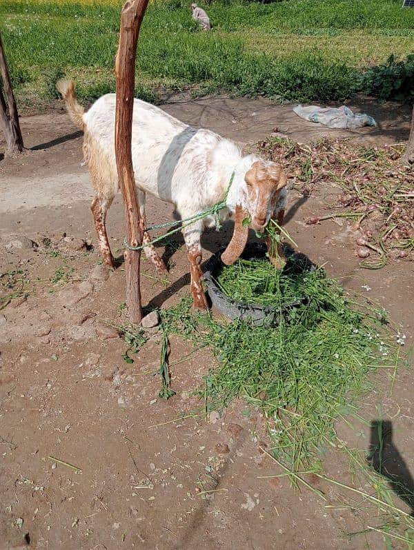 Goat (Bakra) 2