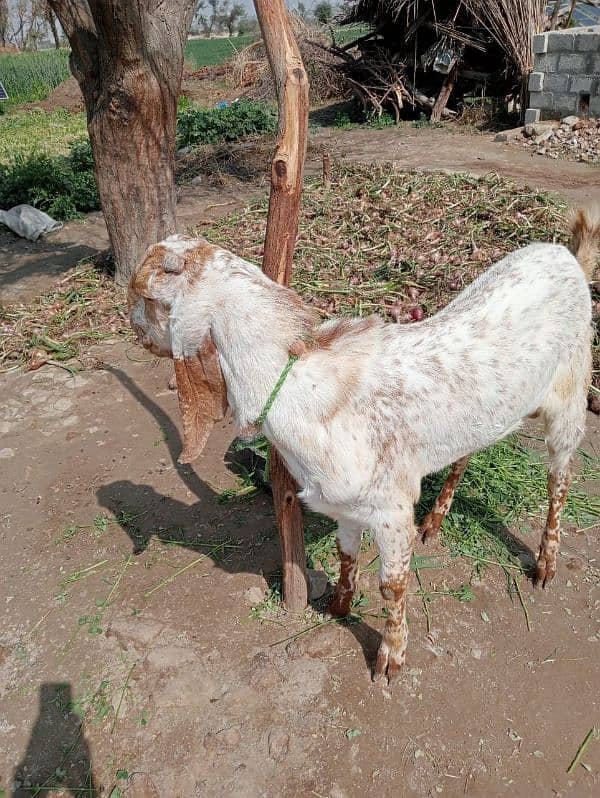 Goat (Bakra) 3