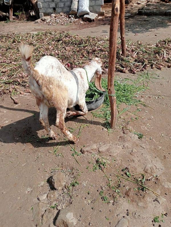 Goat (Bakra) 4