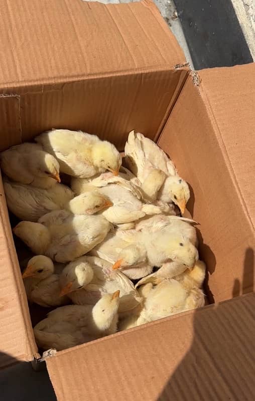 heera aseel chicks for sale 1