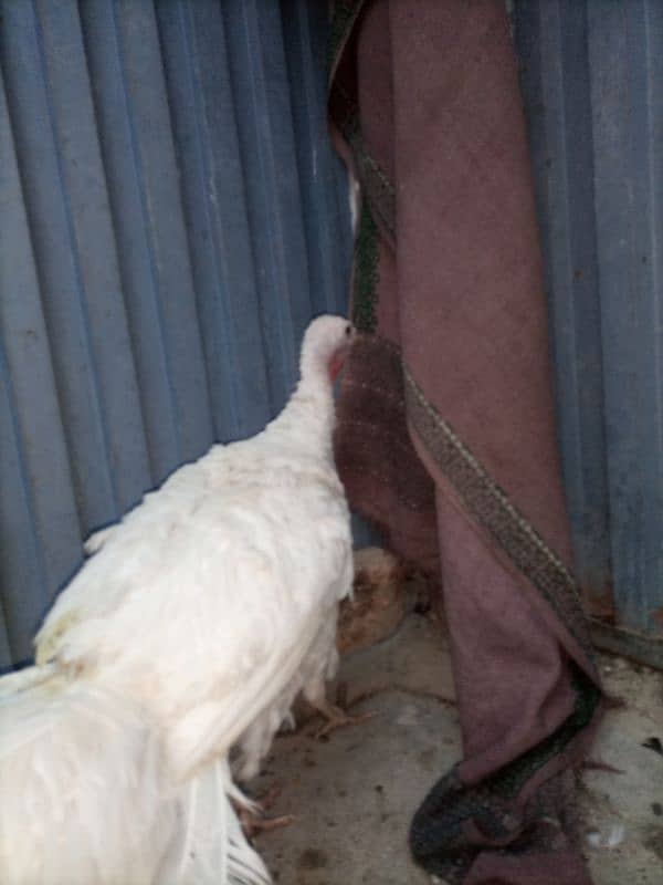 Turkey Female (White) 7