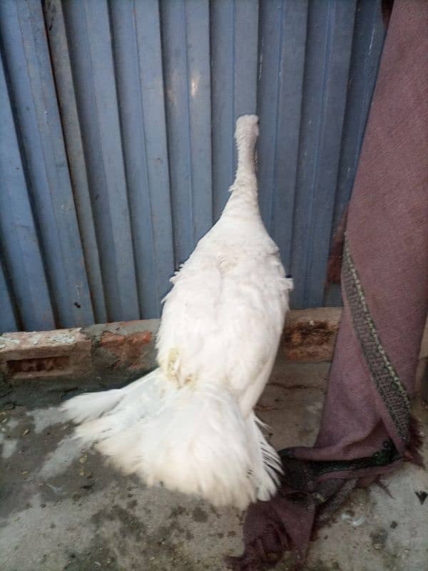 Turkey Female (White) 9