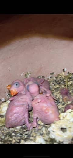 ringneck chicks