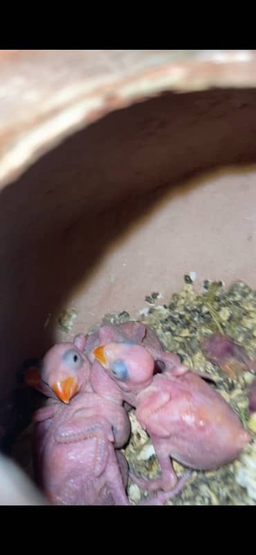 ringneck chicks 1