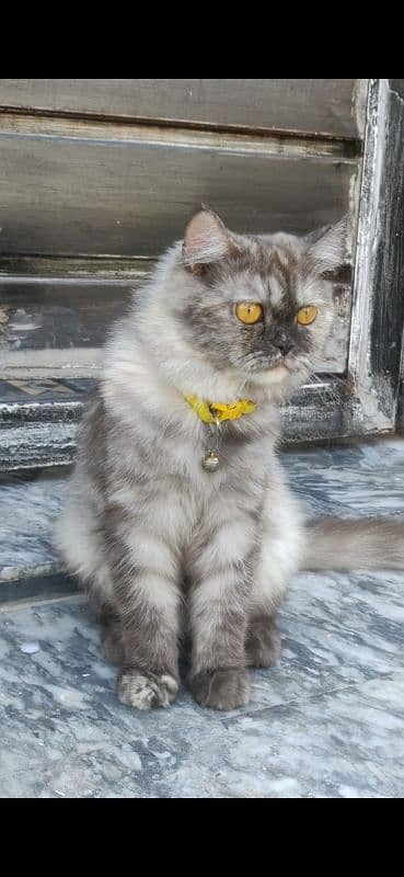 persian cat male urgent sale 3