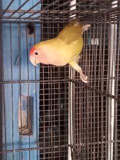 lovebirds for sale location haripur