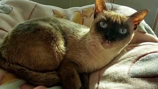 Stunning Siamese Female (Spayed) Cat for Sale – 2 Years Old