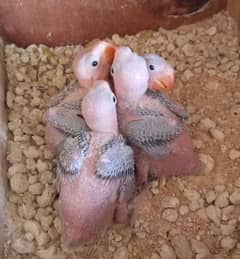 Raw parrot chicks available