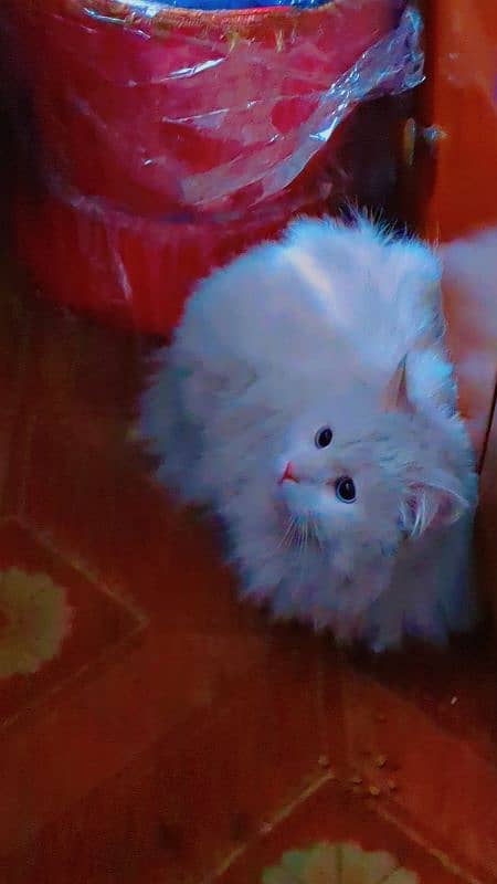 Persian Cat Healthy and Playful 0