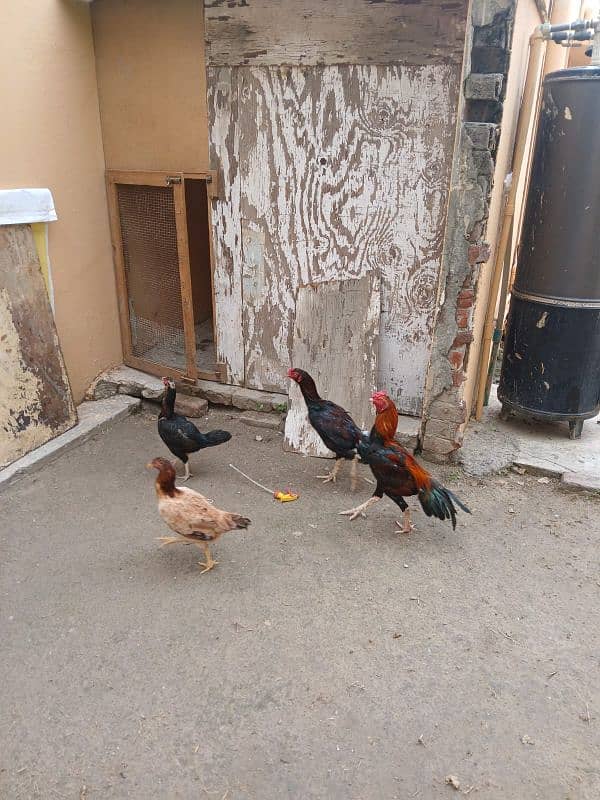 Asleel and desi Hens and Roosters for sale 0